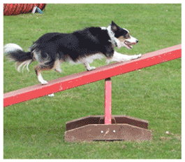 collie on see-saw
